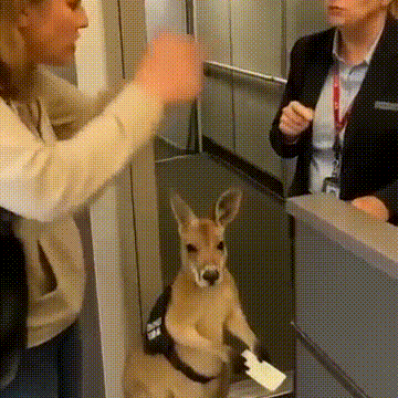 Everything is KL minimization: The Current Autoregressive Video Generation Landscape